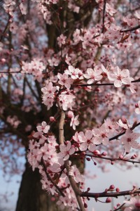 cherry blossom fairmont park